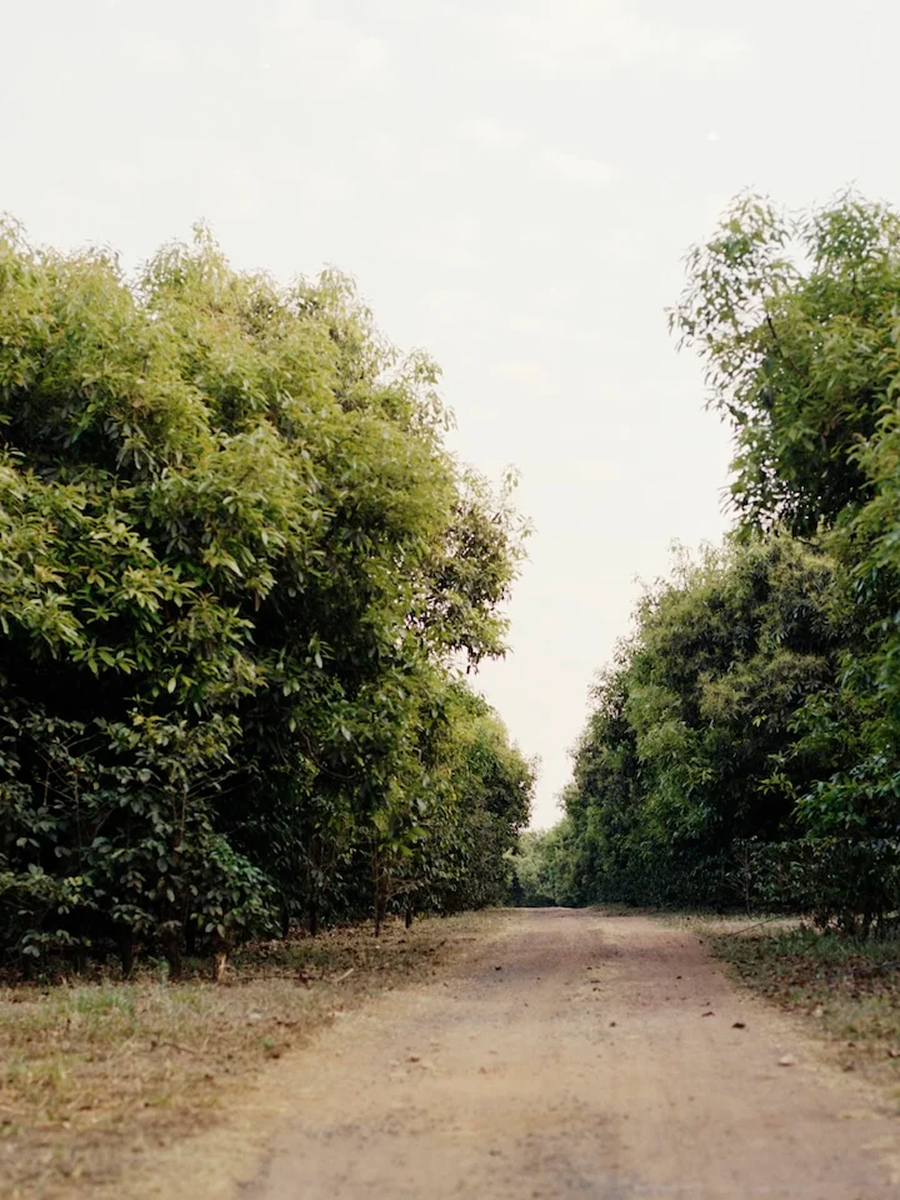 Sítio Maracatu coffee beans