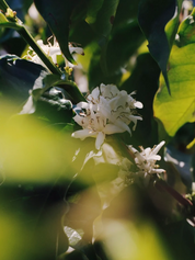 Sítio Maracatu coffee beans